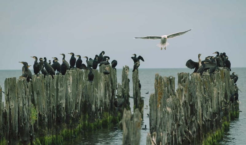Baltic Sea Coastal Scenery and Cape Kolka From Riga - Key highlights you should care about