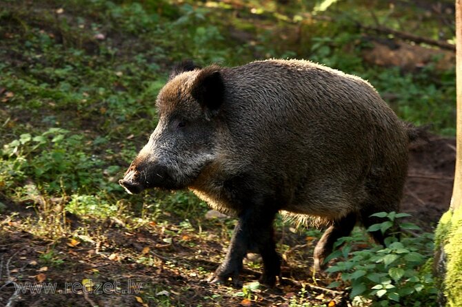 Day trip to Gauja National Park: animals, castles and a cave - Key highlights you’ll feel fast