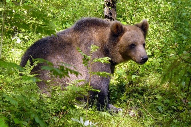 Day trip to Gauja National Park: animals, castles and a cave - Ligatne’s papermill village: a 19th-century vibe you can walk through