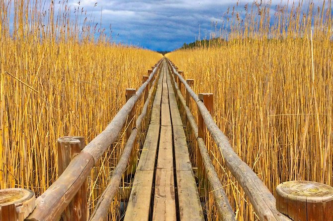 From Riga: Best of Kemeri National Park In One Day - Lake Kaņieris bird watching tower: views that feel like a nature diagram