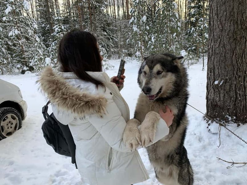 From Riga: Husky Sledding or Wheel Kart Tour - Key highlights you should care about before booking