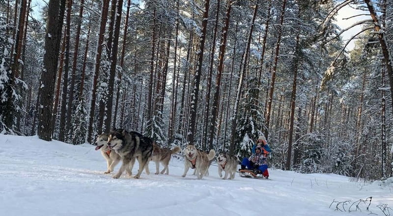 From Riga: Husky Sledding or Wheel Kart Tour - Husky Sledding Plus a Forest Watchtower Walk Near Ogre