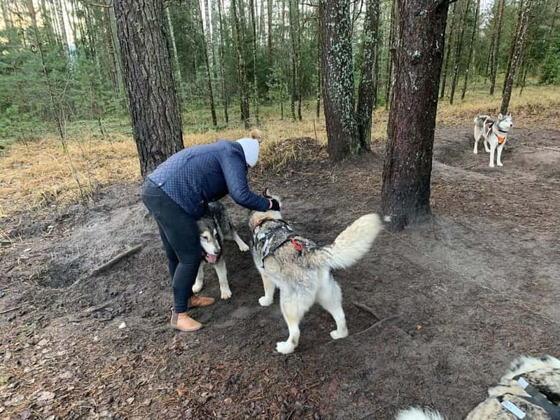 From Riga: Husky Sledding or Wheel Kart Tour - Dog Meeting First, Ride Second: 3 km of Mushing or Karting