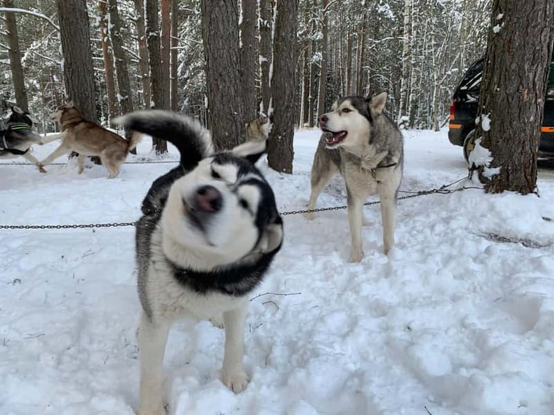 From Riga: Husky Sledding or Wheel Kart Tour - Price and Value for a 3 Hour Riga Winter Day