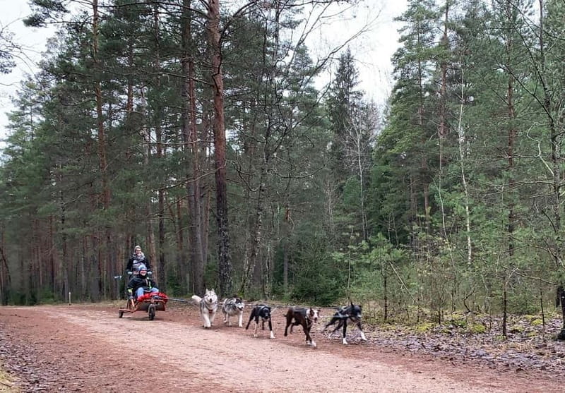 From Riga: Husky Sledding or Wheel Kart Tour - From Riga Town Hall Square to Ogre Forest Park: The Drive and Prep