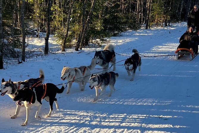 Husky dog sled/bike kart ride in Latvia ~ 3h group tour from Riga - Key things to know before you go