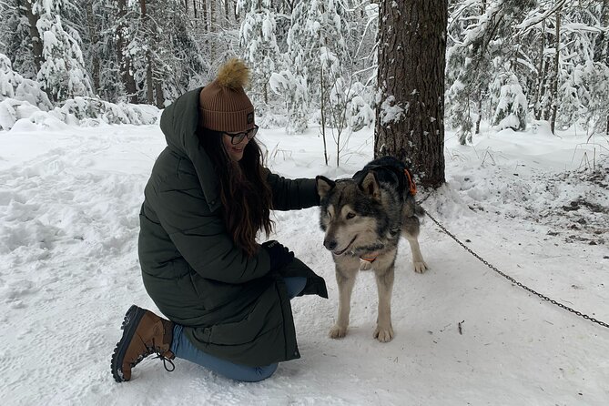 Husky dog sled/bike kart ride in Latvia ~ 3h group tour from Riga - The 3 km Ride: What It Feels Like on Snow Versus No Snow