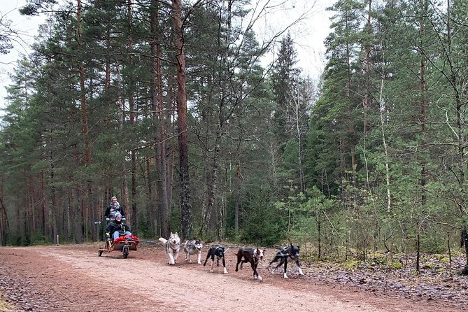 Husky dog sled/bike kart ride in Latvia ~ 3h group tour from Riga - Small Group Size and the Up-to-8 Advantage