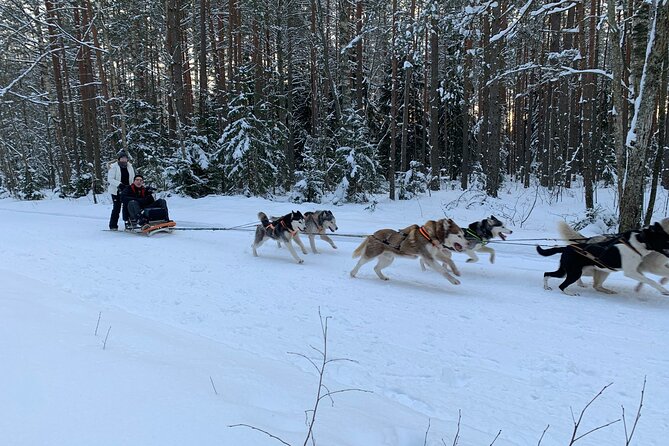Husky dog sled/bike kart ride in Latvia ~ 3h group tour from Riga - How to Dress for Riga Cold, So You Can Actually Enjoy the Ride
