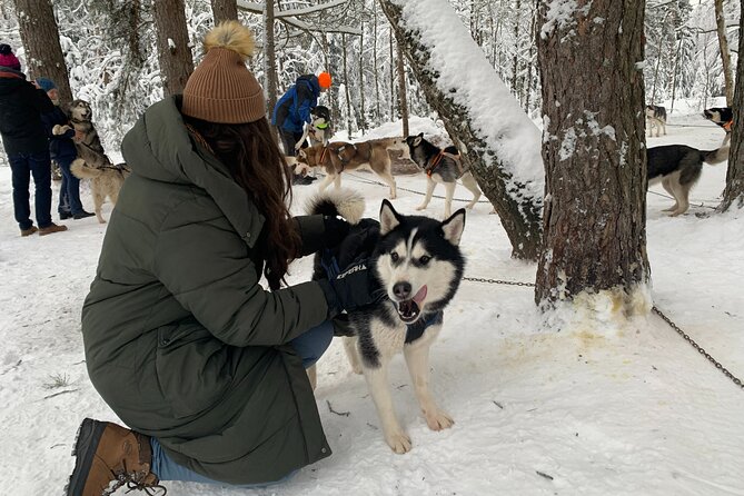 Husky dog sled/bike kart ride in Latvia ~ 3h group tour from Riga - Meet the Huskies First: Safety Briefing and Real Interaction
