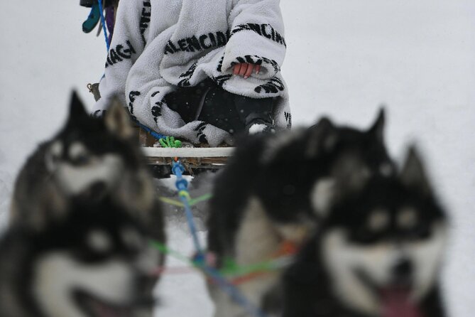 Husky Dog Sledding Experience - Husky Sledding in Riga, Built Around a Real City Schedule