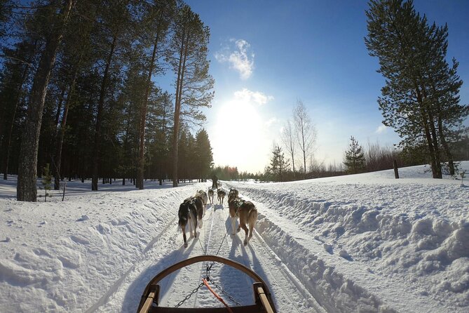 Husky Dog Sledding Experience - The 3 km Husky Ride: Short, Real, and Focused