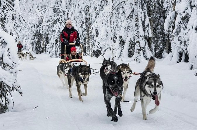 Husky Dog Sledding Experience - Transportation and Timing: Why This Tour Works for a City Trip