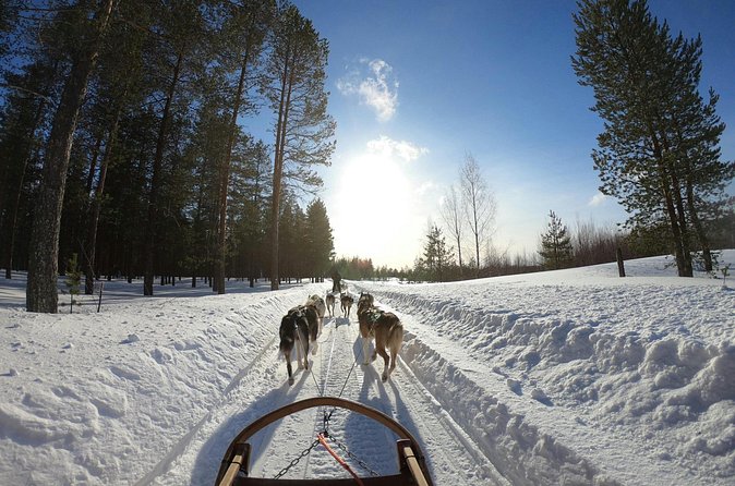 Husky Dog Sledding Experience - Price Value: What You’re Paying For at $178.84