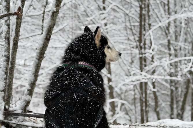 Husky Dog Sledding Experience - Weather and the One Rule You Should Respect