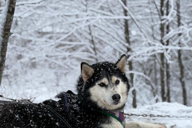 Husky Dog Sledding Experience - Who This Is Best For (And Who Might Want Something Else)