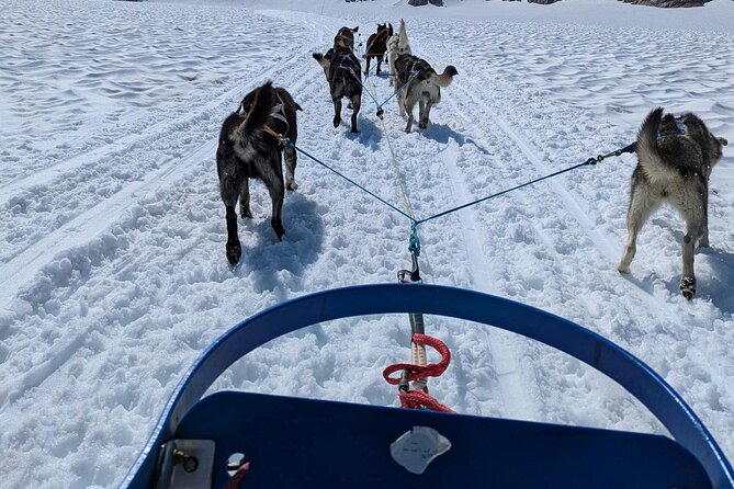 Husky Dog Sledding Experience - What Happens After You Arrive: Welcome, Setup, and a Safety Briefing