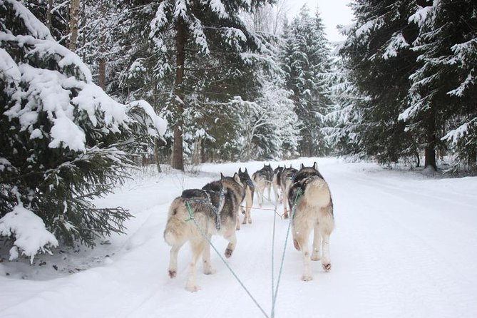 Husky Dog Sledding Tour From Riga - Key Things That Make This Husky Sledding Tour Worth Your Time