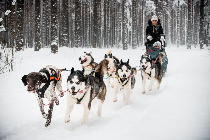 Husky Dog Sledding Tour From Riga - Price, Value, and Who This Tour Fits Best