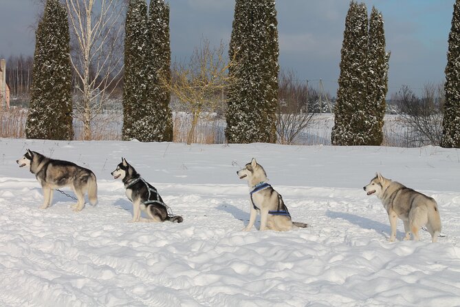 Husky Dog Sledding Tour From Riga - Salaspils: From Meeting the Team to Driving on a 3 km Winter Track