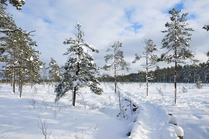 Husky Dog Sledding Tour From Riga - What Guides Do Well, and Why It Matters for Your Comfort