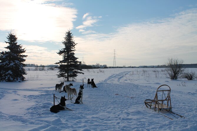 Husky Dog Sledding Tour From Riga - Dog Care and How to Read the Signs