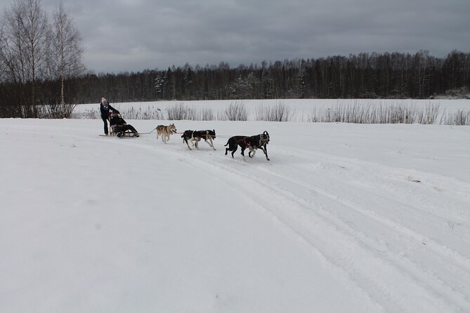 Husky Dog Sledding Tour From Riga - What to Bring and How to Prep for a 3 to 4 Hour Winter Day