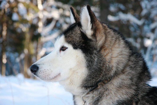 Husky Dog Sledding Tour From Riga - Pickup, Timing, and the Snow Rule You Should Know