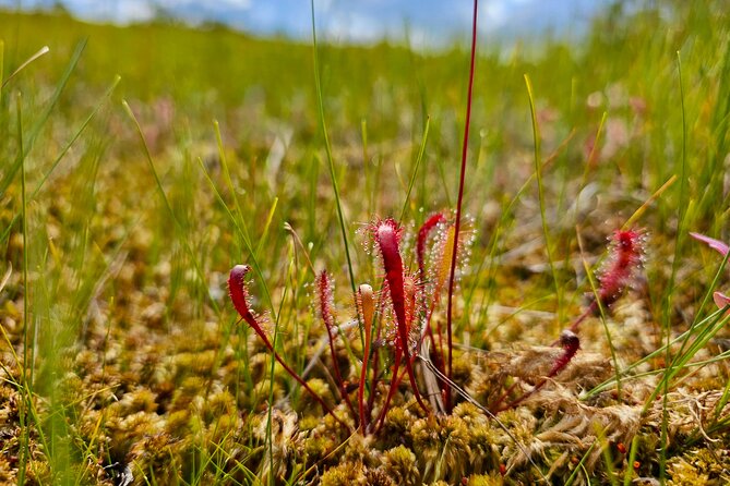 Ķemeri Great Bog Discovery With Optional Sunrise & Jūrmala Visit - After the Bog: Sulfur Springs and Swamp Forest Glimpses