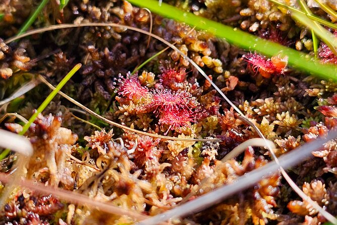 Ķemeri Great Bog Discovery With Optional Sunrise & Jūrmala Visit - Pickup, Timing, and Small-Group Comfort From Riga or Jūrmala
