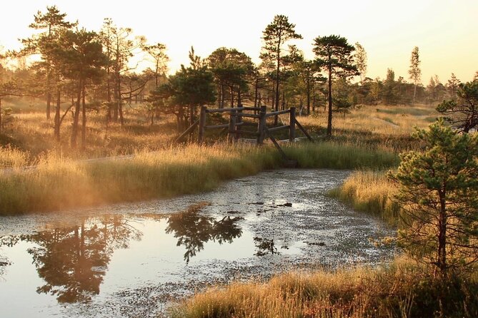 Sunrise at Kemeri National Park - Small Group - The walk itself: Great Kemeri bog boardwalk, at human speed