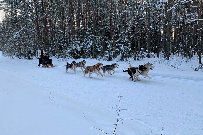 Ultimate Husky dog sledding experience in Latvia - Private tour from Riga - Why Husky Bike Carts Can Feel Just as Real as Sleds