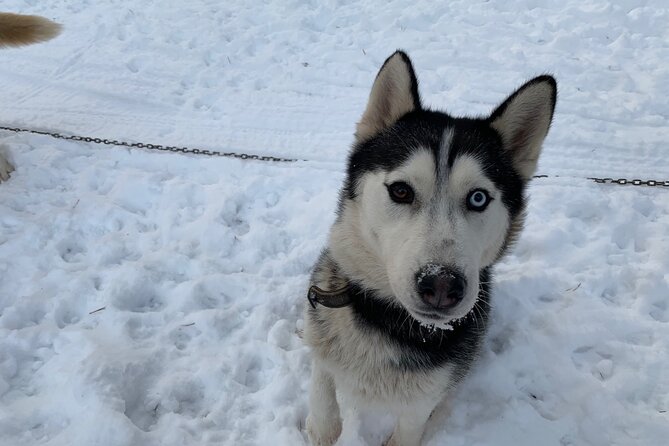 Ultimate Husky dog sledding experience in Latvia - Private tour from Riga - Warm Wait Time: Hot Drinks, Gingerbread, and Calm Before the Ride