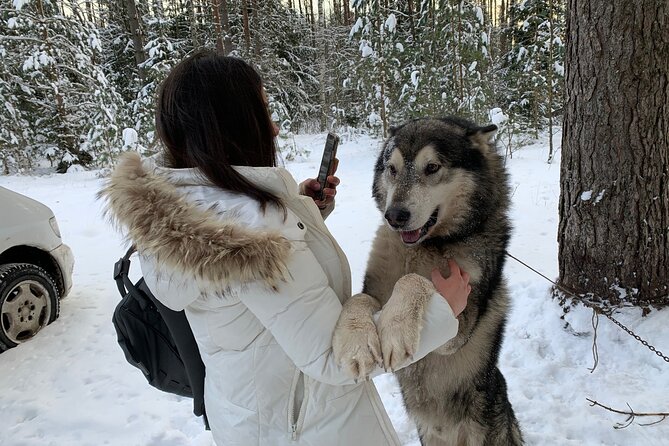 Ultimate Husky dog sledding experience in Latvia - Private tour from Riga - The Ride: Taking Turns Driving, Then Switching Mid-Route