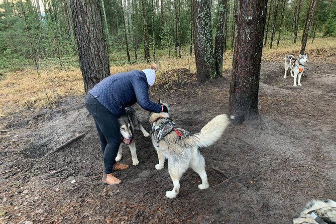 Ultimate Husky dog sledding experience in Latvia - Private tour from Riga - After the Husky Run: The Lookout Tower Walk and Photo Moments