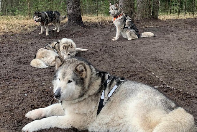 Ultimate Husky dog sledding experience in Latvia - Private tour from Riga - Snow Season Timing: When This Works, and When You Might Ride Bike Carts