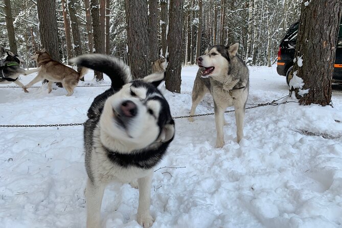 Ultimate Husky dog sledding experience in Latvia - Private tour from Riga - Getting Out of Riga: Pickup, Drive, and First Impressions in the Van